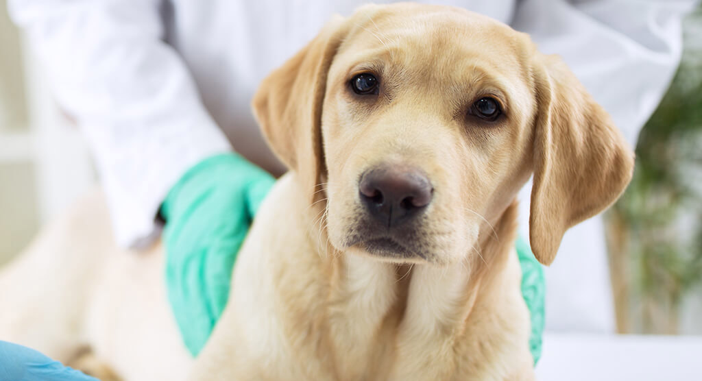 La pubblicità online per i Medici Veterinari