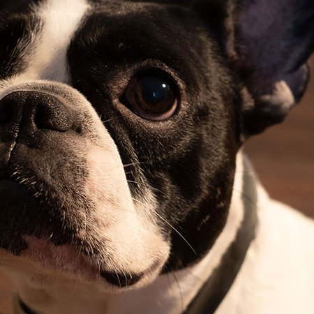 nuovi clienti per i Medici Veterinari